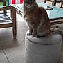 Oprah a rejoint le concours — aidez-le/la à gagner de superbes lots ! animal, architecture, building, cat, chair, furniture, indoors, interiordesign, livingroom, manx, outdoors, person, pet, plant, pottedplant, room, shelter, table, tent, wood