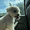 dog, puppy, white_dog, fluffy, curly_fur, tongue_out, panting, sitting, car, vehicle_interior, passenger_seat, car_window, sunlight, blue_sky, trees, outdoors, road_trip, pet, collar, cute