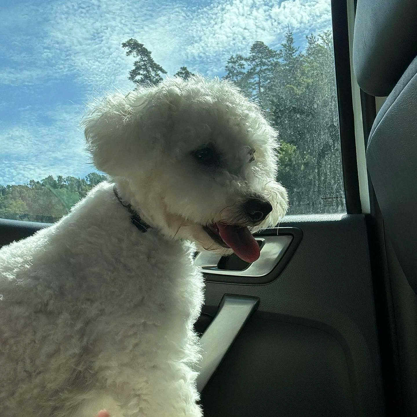Daisy