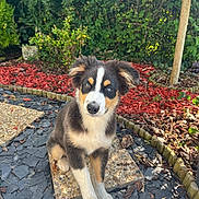 Aïko participe au concours pour gagner de l'argent avec cette photo : puppy, dog, tricolor, sitting, garden, mulch, stone_slab, greenery, outdoor, sunlight, curious, ears, fur, pet, young, animal, nature, cute, portrait, attention