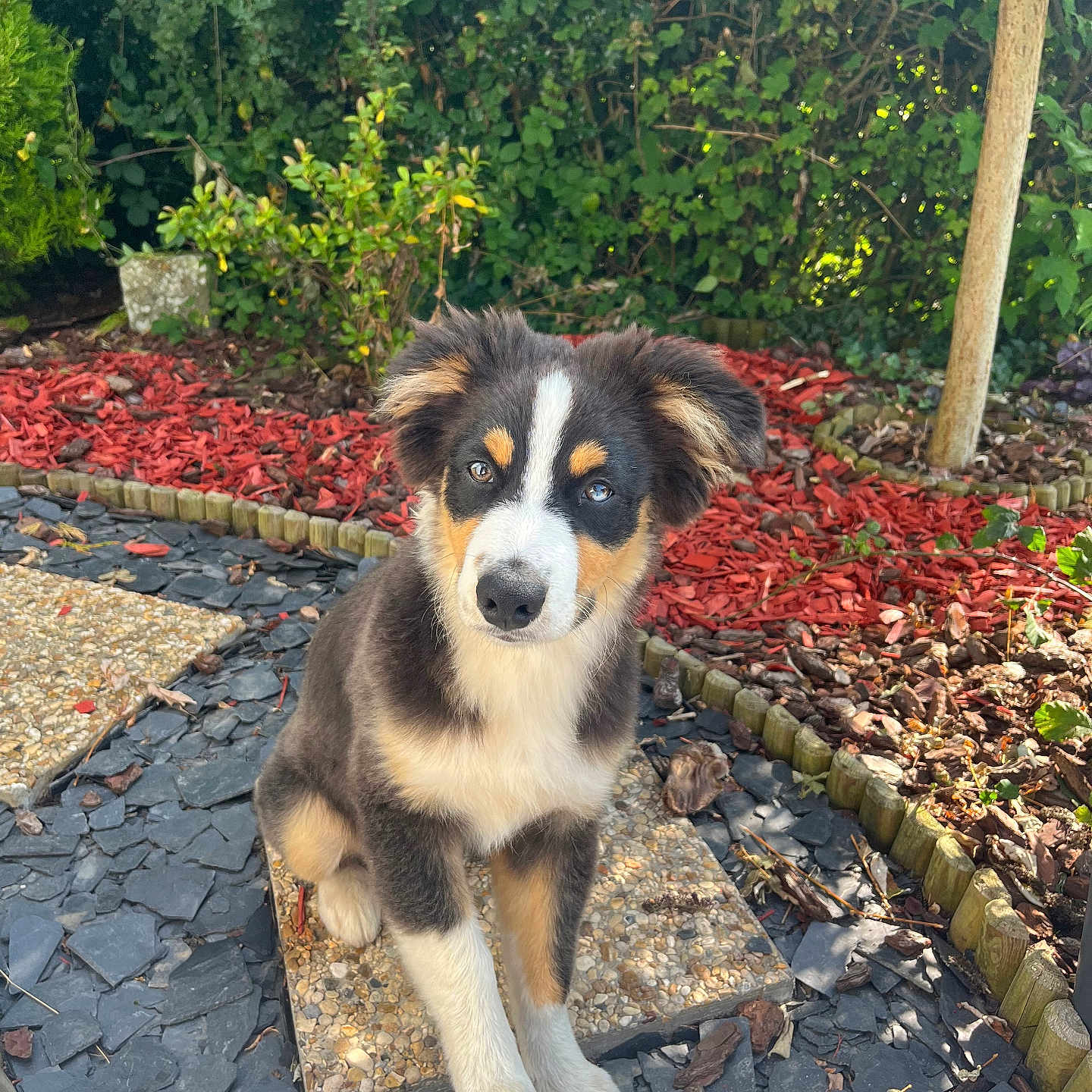 Aïko participe au concours pour gagner de l'argent avec cette photo : animal, attention, curious, cute, dog, ears, fur, garden, greenery, mulch, nature, outdoor, pet, portrait, puppy, sitting, stone_slab, sunlight, tricolor, young