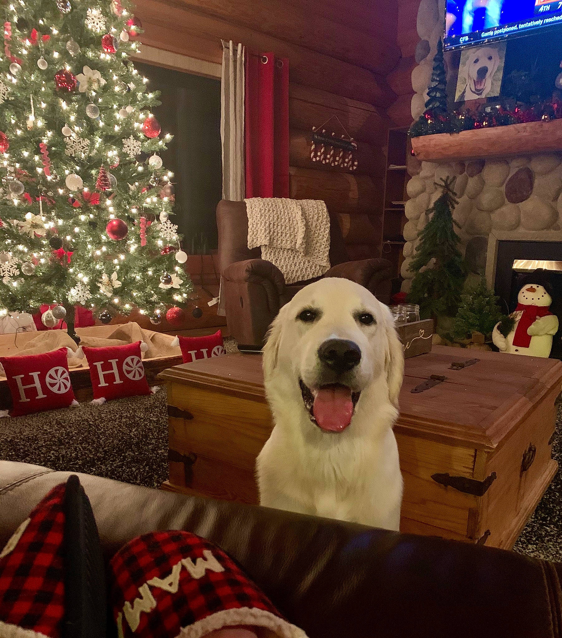 Hank joined the competition — help win amazing prizes! box, carnivore, christmas, christmas_decoration, christmas_eve, christmas_ornament, christmas_tree, companion_dog, display_device, dog, dog_breed, holiday, home, home_accessories, interior_design, lighting, living_room, ornament, sporting_group