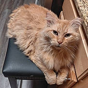 Mufasa joined the competition — help win amazing prizes! cat, closeup, domestic_animal, ears, feline, floor, fluffy, fur, household, indoor, kitchen, looking_at_camera, orange_cat, paws, pet, relaxed, resting, stool, whiskers, wooden_cabinet