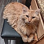 cat, closeup, domestic_animal, ears, feline, floor, fluffy, fur, household, indoor, kitchen, looking_at_camera, orange_cat, paws, pet, relaxed, resting, stool, whiskers, wooden_cabinet