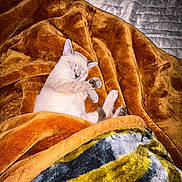 Chleo joined the competition — help win amazing prizes! animal, bed, blanket, cat, comfort, cozy, cuddle, cute, domestic, feline, fur, indoor, nap, peaceful, pet, relaxation, resting, sleeping, soft, warm