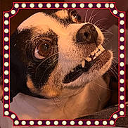 Princess is registered to the contest to win money with this photo: animal, black_and_white, brown_eyes, close_up, cute, dog, expression, face, framed, funny, fur, indoor, lighting, marquee, nose, pet, portrait, smile, teeth, whiskers