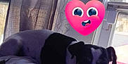 Princess joined the competition — help win amazing prizes! animal, bed, bedroom, bulldog, canine, cushion, dog, face, furniture, head, homedecor, indoors, interiordesign, person, pet, photography, portrait, puppy, purple, room