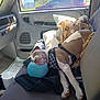 Andy is registered to the contest to win money with this photo: animal, boxer, bulldog, canine, car, couch, cup, cushion, dog, furniture, homedecor, hound, machine, person, pet, pitbull, puppy, sleeping, transportation, vehicle