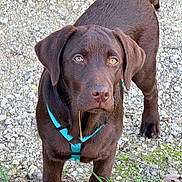 Bébert a rejoint le concours — aidez-le/la à gagner de superbes lots ! dog, puppy, chocolate_lab, brown_fur, portrait, outdoor, rocky_path, gravel, grass, harness, turquoise_harness, standing, looking_at_camera, floppy_ears, brown_eyes, snout, paws, nature, close_up, pet