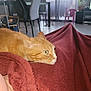 Cacahuète participe au concours pour gagner de l'argent avec cette photo : blanket, cat, chair, cozy, curtains, daylight, domestic, floor, furniture, ginger_cat, indoor, living_room, orange_fur, pet, plant, relaxing, resting, side_view, whiskers, window