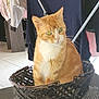 animal, basket, cat, cozy, curious, domestic, ears, eyes, fur, furniture, household, indoor, orange_cat, pet, relaxed, sitting, table, whiskers, white_chest, woven_basket