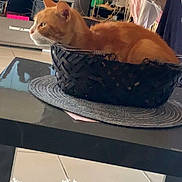 Cacahuète participe au concours pour gagner de l'argent avec cette photo : basket, cat, clothing, cozy, curious, domestic_animal, floor, furniture, household, indoor, looking, mat, orange_cat, pet, resting, rug, table, television, tile_floor, woven_basket