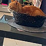 basket, cat, clothing, cozy, curious, domestic_animal, floor, furniture, household, indoor, looking, mat, orange_cat, pet, resting, rug, table, television, tile_floor, woven_basket