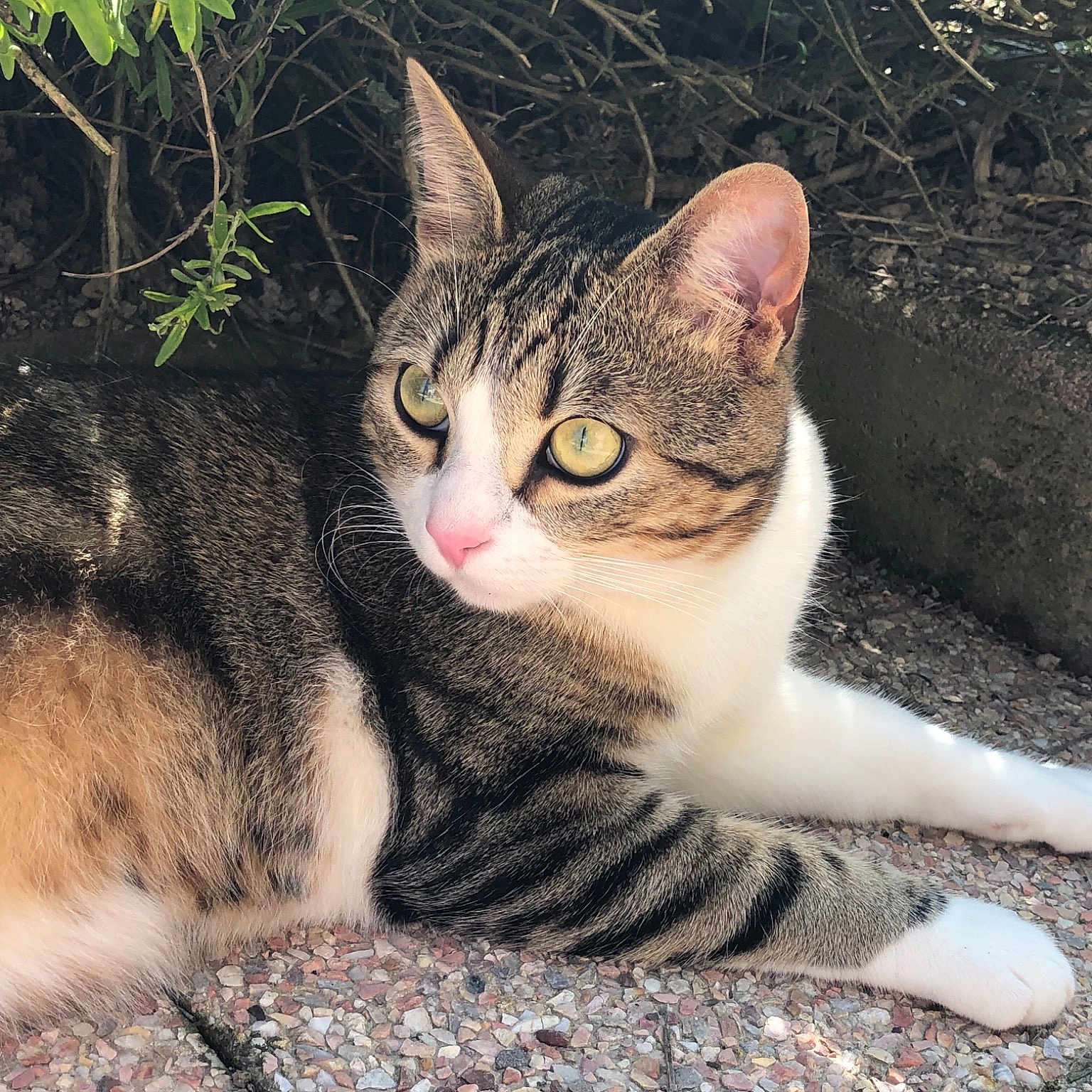 Fripouille a rejoint le concours — aidez-le/la à gagner de superbes lots ! aegean_cat, american_wirehair, asian, carnivore, cat, domestic_short_haired_cat, dragon_li, european_shorthair, eye, felidae, kitten, mammal, paw, polydactyl_cat, small_to_medium_sized_cats, snout, tabby_cat, vertebrate, whiskers, wild_cat