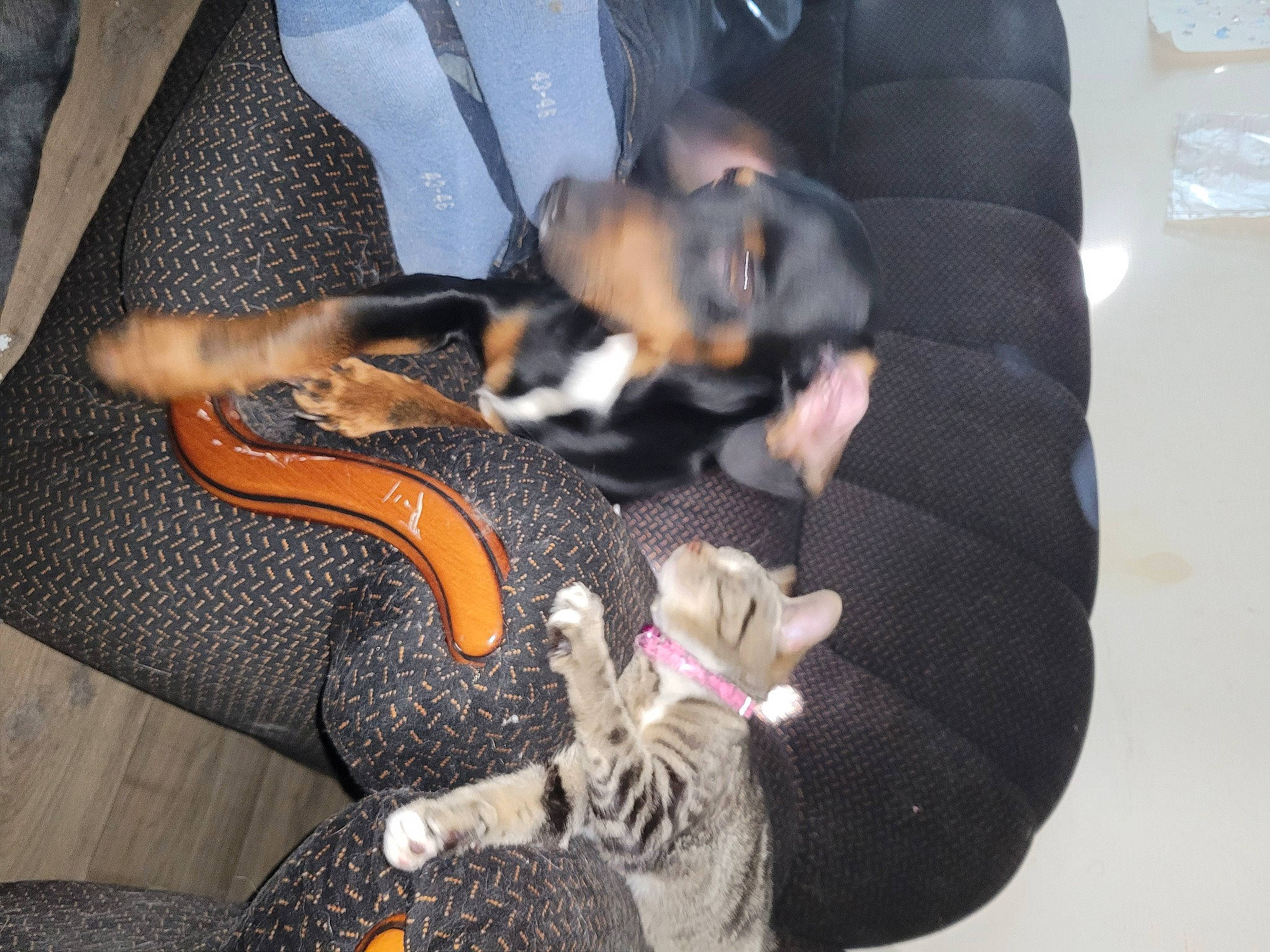 Kiara a rejoint le concours — aidez-le/la à gagner de superbes lots ! canidae, car_seat, carnivore, comfort, companion_dog, dog, dog_breed, dog_supply, guard_dog, hound, paw, pinscher, puppy, sporting_group, tableware, tail, toy_dog, working_dog