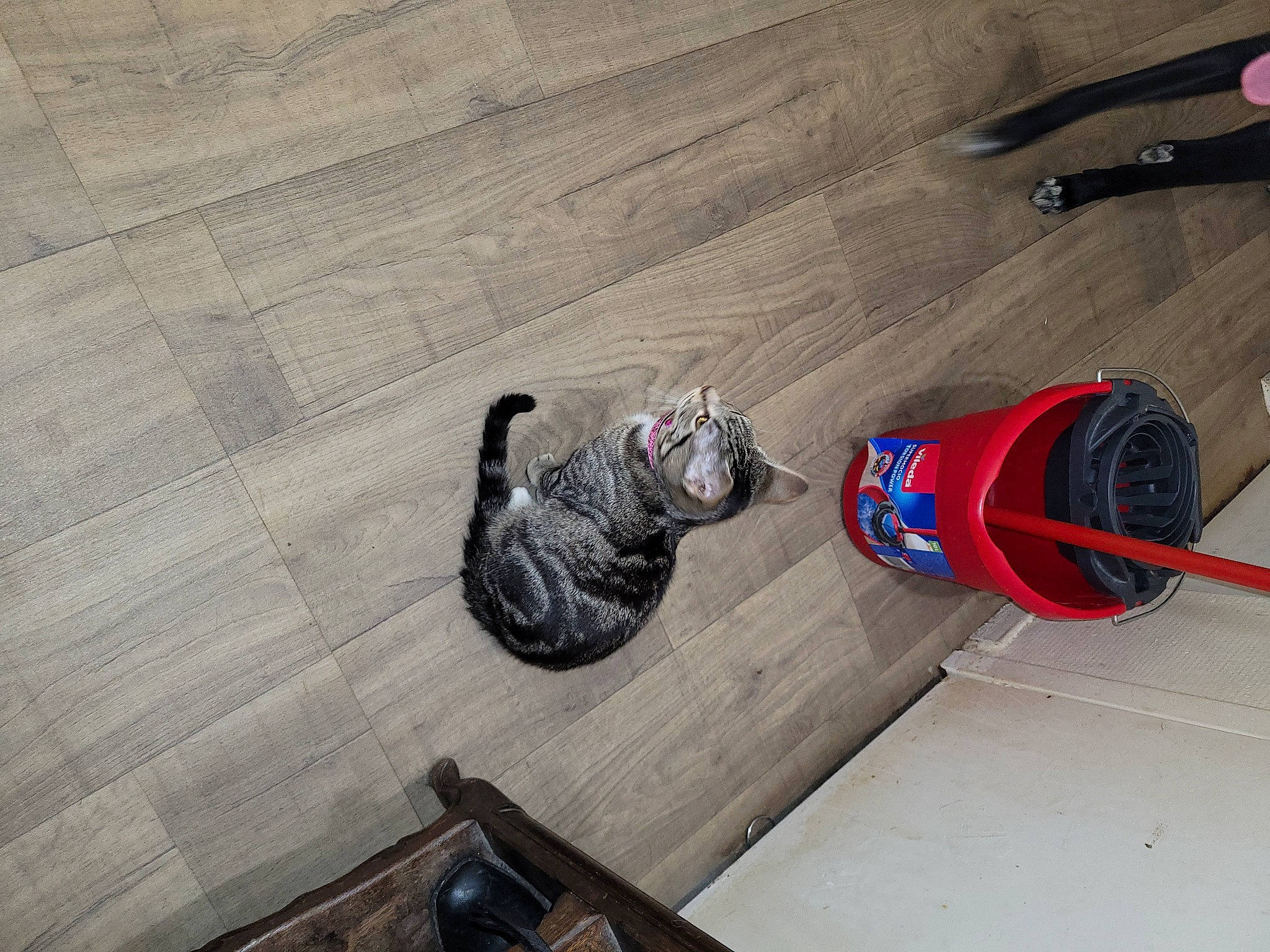 Kiara a rejoint le concours — aidez-le/la à gagner de superbes lots ! auto_part, automotive_tire, bicycle_part, carmine, composite_material, concrete, flooring, gas, hardwood, household_cleaning_supply, laminate_flooring, plywood, road_surface, varnish, wire, wood, wood_flooring, wood_stain