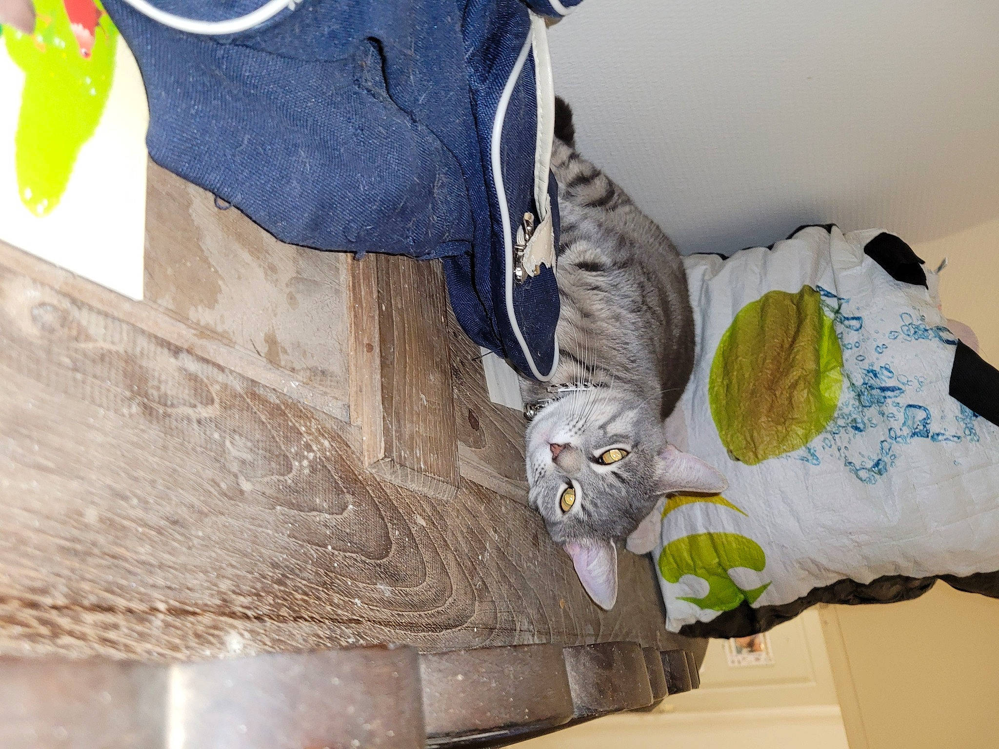 Gribouille participe au concours pour gagner de l'argent avec cette photo : carmine, carnivore, cat, comfort, domestic_short_haired_cat, electric_blue, feather, felidae, flower, fur, grey, linens, plant, sculpture, sleeve, small_to_medium_sized_cats, sportswear, tail, whiskers, wood