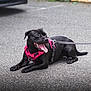 Vaya a rejoint le concours — aidez-le/la à gagner de superbes lots ! animal, black_dog, canine, companion, daylight, dog, greenery, happy, leash, nature, outdoor, parked_car, pavement, pet, pet_accessory, pink_harness, playful, resting, tongue_out, walking