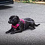 Vaya participe au concours pour gagner de l'argent avec cette photo : animal, black_dog, blurred_background, calm, canine, collar, daytime, dog, domestic, greenery, leash, lying_down, outdoor, pavement, pet, pink_harness, quiet, resting, side_view, vehicle