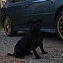animal, black_dog, calm, canine, car, curious, daylight, dog, golden_rims, gravel, outdoor, parked_car, pet, reflection, road, side_view, sitting, still, vehicle, wheel