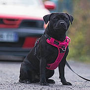 Vaya participe au concours pour gagner de l'argent avec cette photo : animal, black_dog, blurred_background, canine, car, daylight, dog, fence, gravel_road, leash, looking_away, nature, outdoor, pet, pink_harness, portrait, road, sidewalk, sitting, vehicle