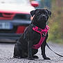 animal, black_dog, blurred_background, canine, car, daylight, dog, fence, gravel_road, leash, looking_away, nature, outdoor, pet, pink_harness, portrait, road, sidewalk, sitting, vehicle