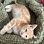 animal, blanket, cat, cozy, curious, cute, ears, furry, indoor, kitten, lying_down, orange_cat, paws, pet, resting, small, soft_texture, whiskers, white_cat, young