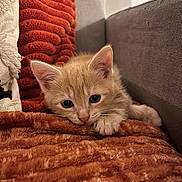Wisley participe au concours pour gagner de l'argent avec cette photo : animal, blanket, cat, comfort, couch, cozy, curious, cute, ears, feline, fur, indoor, kitten, orange_cat, paw, pet, relaxed, resting, small, soft