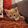animal, blanket, cat, comfort, couch, cozy, curious, cute, ears, feline, fur, indoor, kitten, orange_cat, paw, pet, relaxed, resting, small, soft