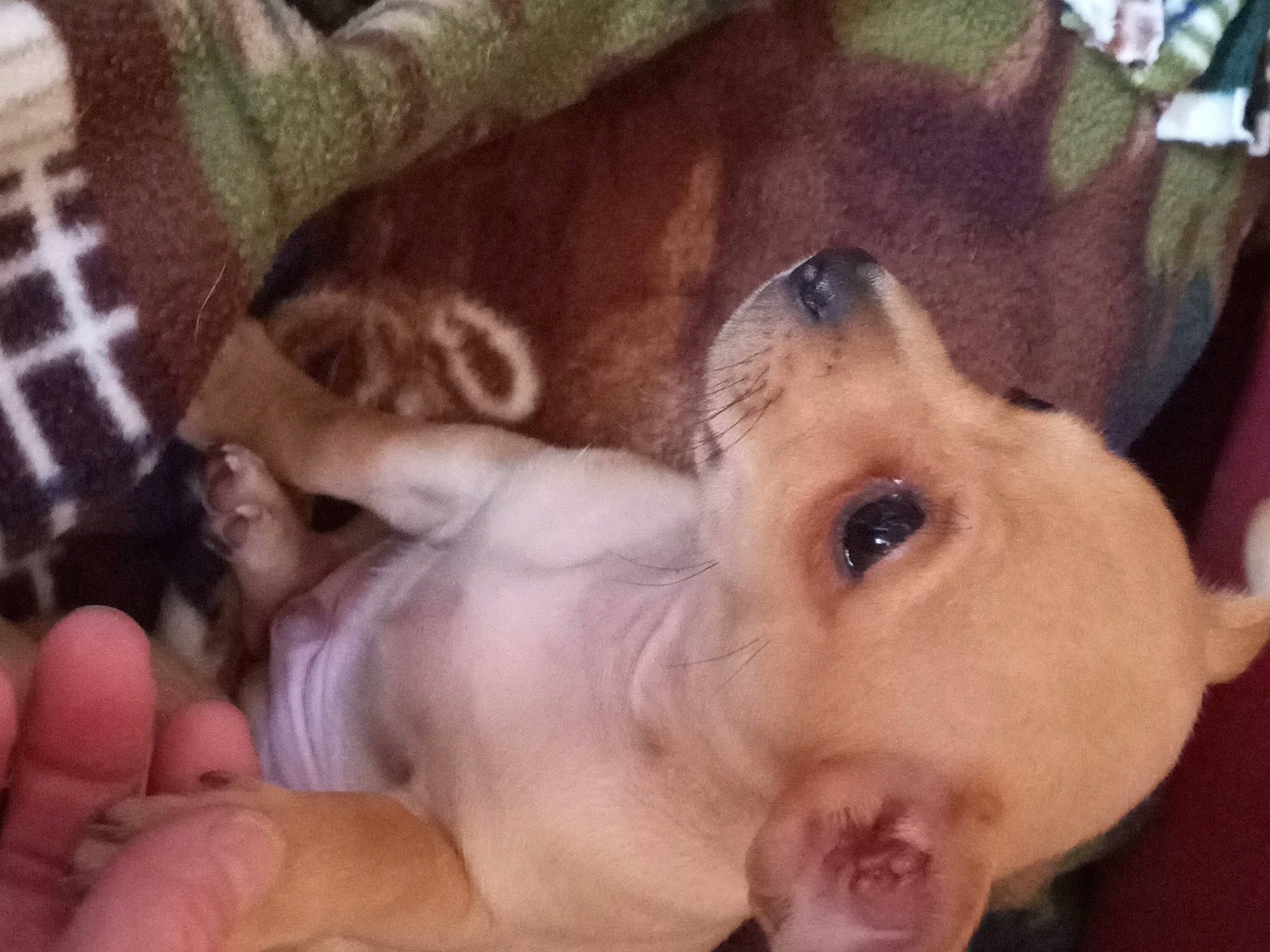 Mojo is registered to the contest to win money with this photo: carnivore, chest, companion_dog, dog, dog_breed, ear, eyelash, fawn, finger, gesture, happy, jaw, nail, nose, selfie, snout, tartan, thumb, vertebrate, whiskers