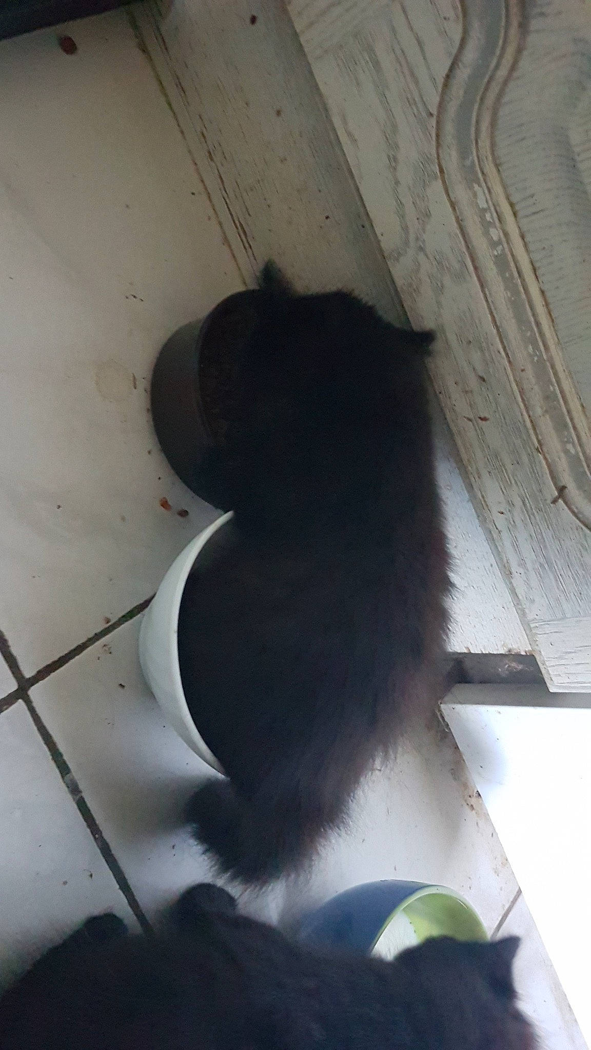 Hades participe au concours pour gagner de l'argent avec cette photo : black_cat, canidae, carnivore, dog_breed, feather, felidae, flooring, fur, grey, monochrome, monochrome_photography, shadow, small_to_medium_sized_cats, snout, sporting_group, tail, tints_and_shades, whiskers, wing, wood