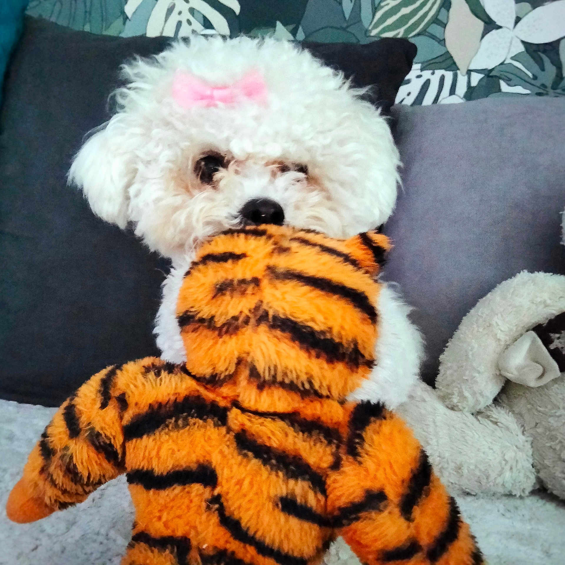 Sylvie Lecomte participe au concours pour gagner de l'argent avec cette photo : dog, fluffy, white, bow, toy, stuffed_animal, tiger_pattern, couch, indoor, cozy, pet, cute, playful, fur, soft, home, animal, background, decor, snuggle
