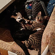 Tazz is registered to the contest to win money with this photo: animal, bag, black_and_white_cat, cat, close_up, clutter, couch, cozy, curious, domestic, furniture, indoor, looking, patterned_fabric, pet, resting, tabby_cat, tail, two_animals, whiskers