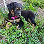 puppy, dog, collar, pink_bow, black_fur, tan_fur, plants, greenery, flowers, purple_flowers, outdoor, nature, grass, leaf, young_animal, pet, cute, animal, resting, garden