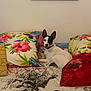 dog, bed, pillow, floral_pattern, red_pillow, pug_image, white_dog, black_patch, brown_patch, indoor, wall_art, framed_picture, resting, pet, cozy, fabric, colorful, comfort, animal, domestic