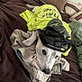 Tucker is registered to the contest to win money with this photo: dog, white_dog, bed, pillow, blanket, shirt, cap, clothing, pet, indoor, resting, animal, canine, fur, cute, relaxed, brown, green, fabric, casual
