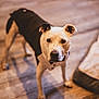 Tucker is registered to the contest to win money with this photo: dog, pet, tuxedo, black_and_white, floor, wooden_floor, indoor, animal, canine, looking_up, ears, collar, cute, domestic_animal, fur, standing, portrait, eyes, muzzle, shadow