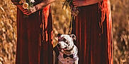 Tucker joined the competition — help win amazing prizes! dog, tuxedo, animal, bridesmaid, dress, bouquet, flower, outdoor, grass, autumn, nature, celebration, wedding, person, formal, leash, pet, portrait, standing, sunlight