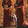 dog, tuxedo, animal, bridesmaid, dress, bouquet, flower, outdoor, grass, autumn, nature, celebration, wedding, person, formal, leash, pet, portrait, standing, sunlight