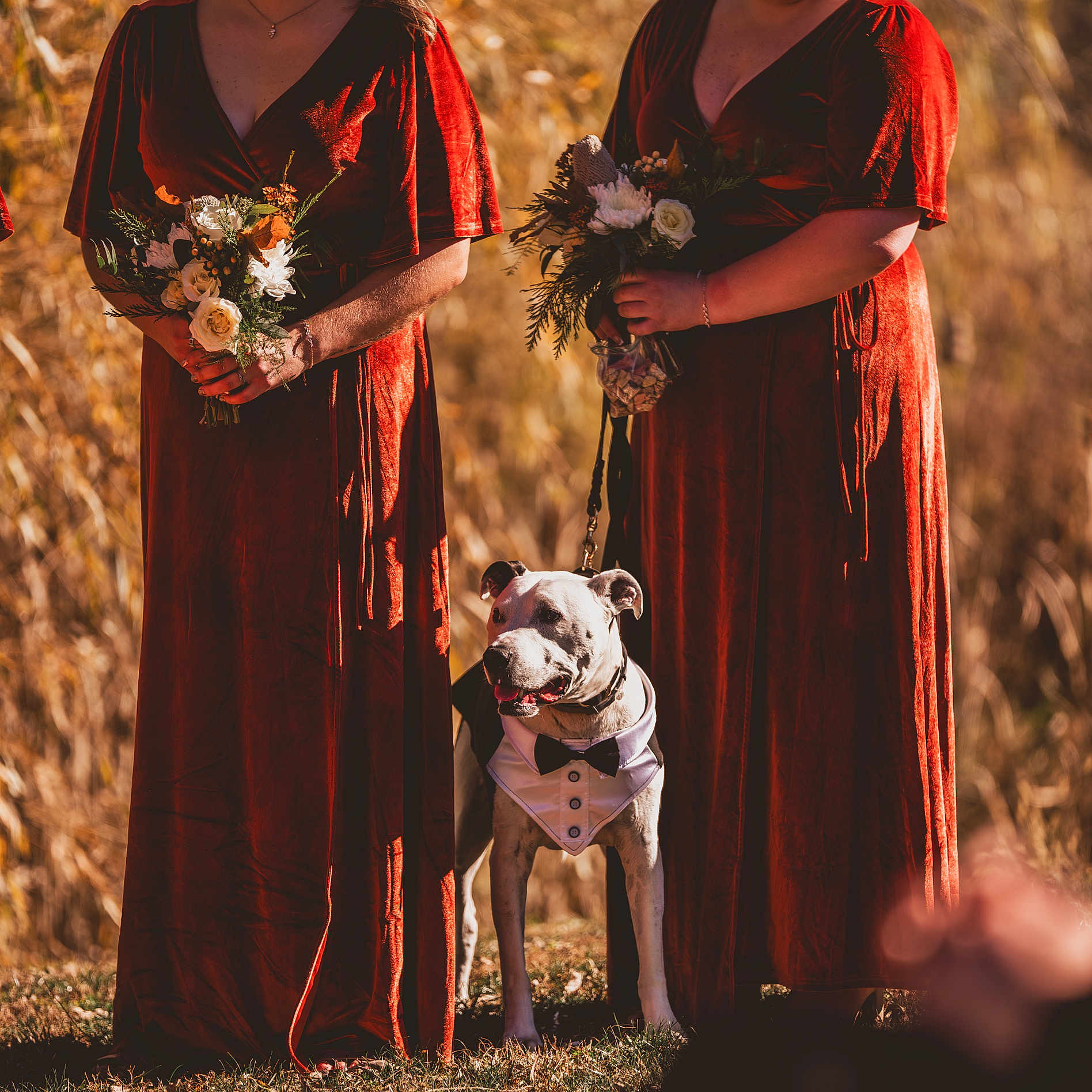 Tucker joined the competition — help win amazing prizes! animal, autumn, bouquet, bridesmaid, celebration, dog, dress, flower, formal, grass, leash, nature, outdoor, person, pet, portrait, standing, sunlight, tuxedo, wedding