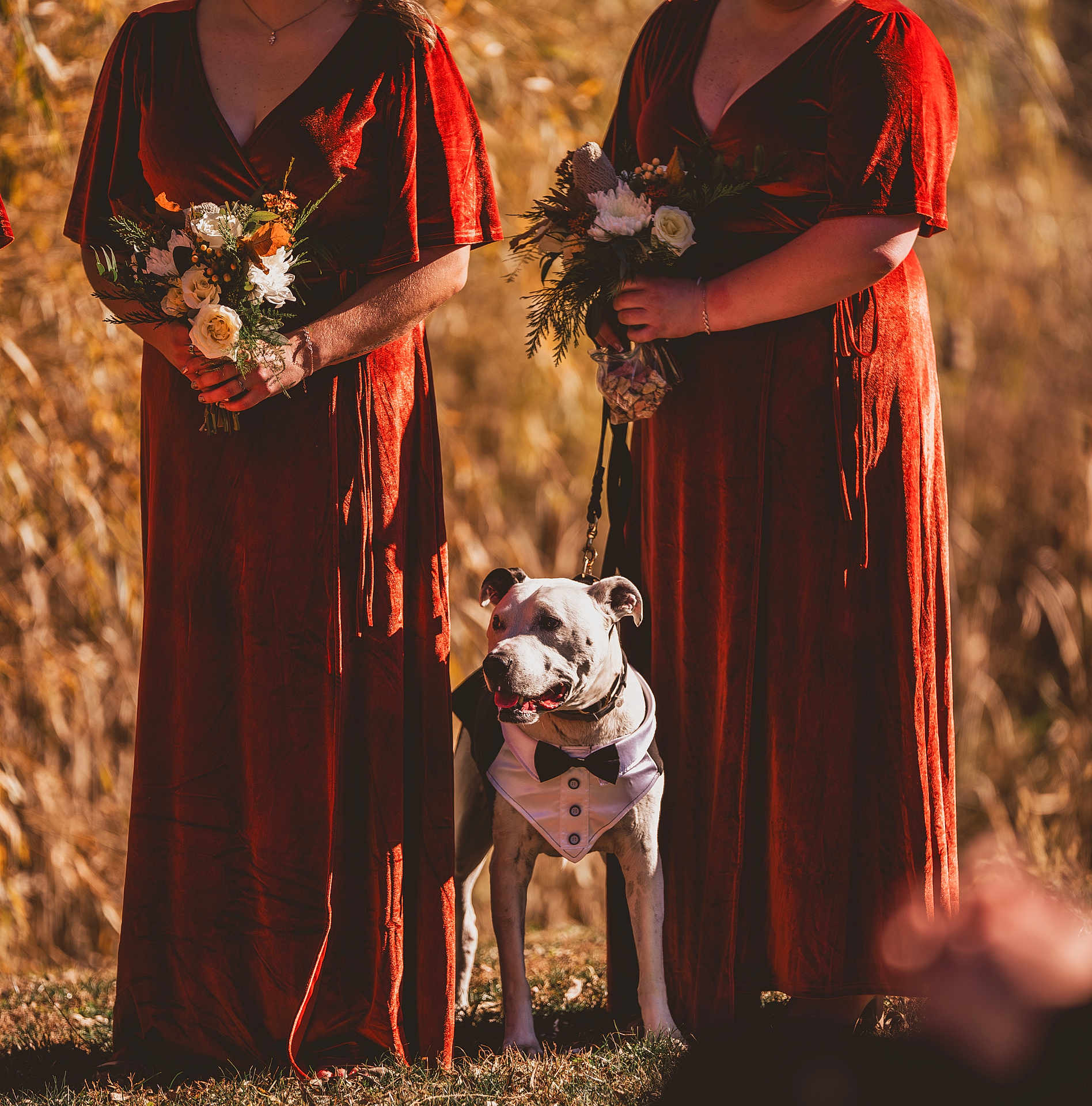 Tucker joined the competition — help win amazing prizes! dog, tuxedo, animal, bridesmaid, dress, bouquet, flower, outdoor, grass, autumn, nature, celebration, wedding, person, formal, leash, pet, portrait, standing, sunlight