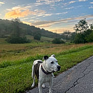 Tucker is registered to the contest to win money with this photo: dog, leash, pavement, grass, outdoor, nature, sky, clouds, sunset, hill, tree, field, pet, canine, walking, collar, black_and_white, scenic, path, morning