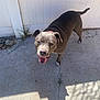 Madonna joined the competition — help win amazing prizes! dog, gray_dog, pet, outdoor, concrete, fence, collar, shadow, sunlight, happy, smiling, animal, canine, tongue, ears, walking, daylight, playful, four_legs, snout