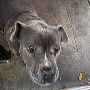 Madonna is registered to the contest to win money with this photo: dog, canine, pet, animal, close_up, blurry, floor, concrete, ears, eyes, outdoor, curious, head, snout, pavement, walking_area, domestic_animal, portrait, looking_up, brown