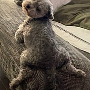 Frimousse a rejoint le concours — aidez-le/la à gagner de superbes lots ! animal, armrest, canine, couch, cozy, curious, cute, dog, fluffy, furniture, gray, home, indoors, legs, living_room, looking_back, pet, relaxed, seated, texture