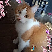 Simba a rejoint le concours — aidez-le/la à gagner de superbes lots ! animal, background, butterflies, cat, cat_tree, cherry_blossoms, closeup, curious, cute, decoration, feline, flower, furniture, indoor, orange_and_white, pet, portrait, sitting, soft_light, whiskers