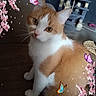 cat, orange_and_white, indoor, cherry_blossoms, butterflies, pet, feline, flower, decoration, animal, cute, sitting, curious, soft_light, background, cat_tree, furniture, whiskers, closeup, portrait