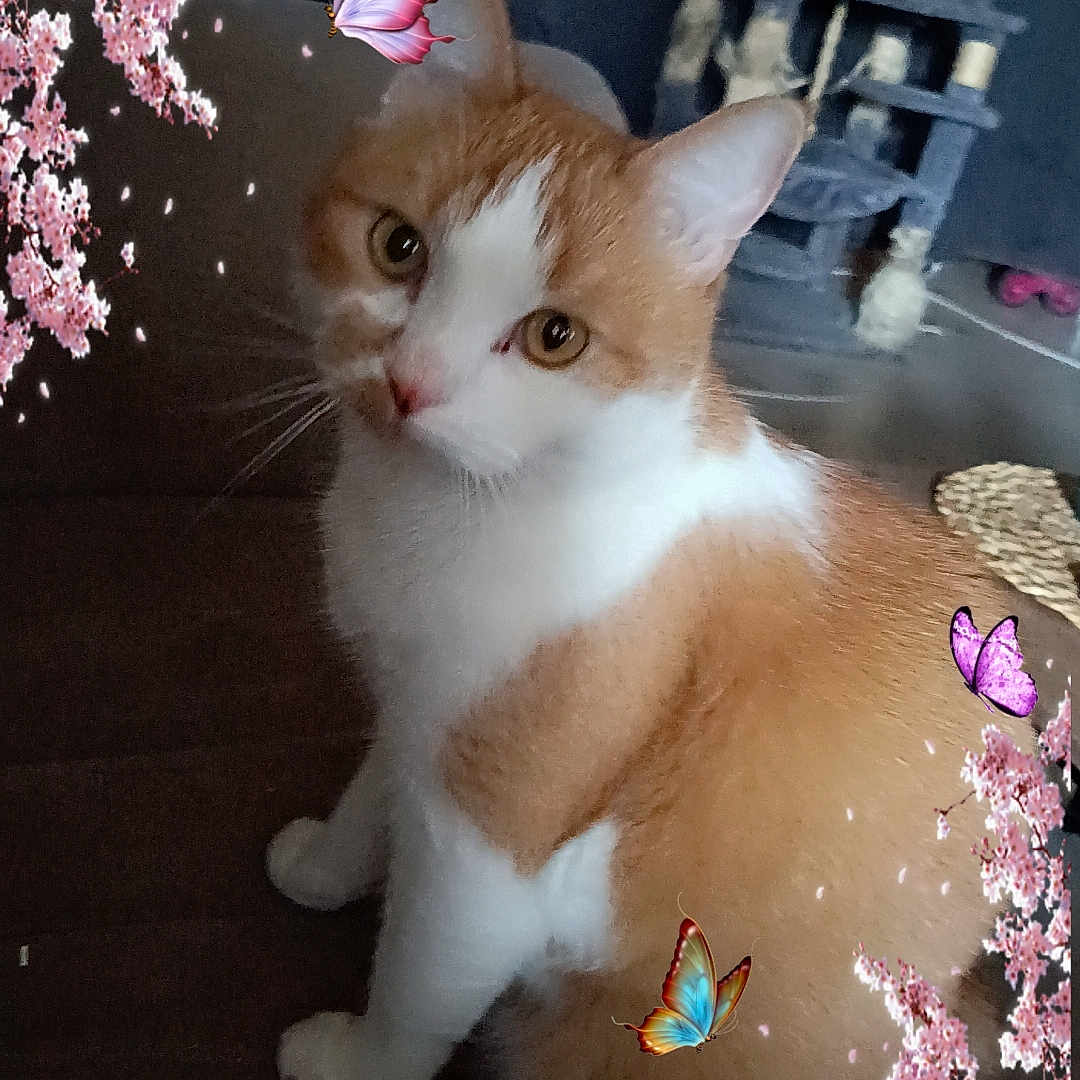 Simba