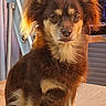 brown_fur, canine, cute, dog, ears, fluffy, long_hair, outdoor, paws, pet, portrait, puppy, shutters, sitting, small_dog, sunlight, table, tail, tan markings, window