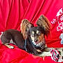 dog, small_dog, pet, red_couch, toy, rope_toy, fluffy_ears, brown_fur, black_fur, white_fur, indoor, curious, lying_down, close_up, animal, domestic_animal, couch, fabric, decor, relaxed